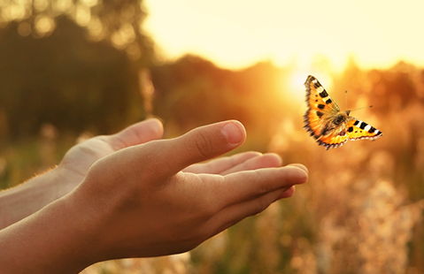 Hands letting go of a butterfly into a golden field with the sun setting.